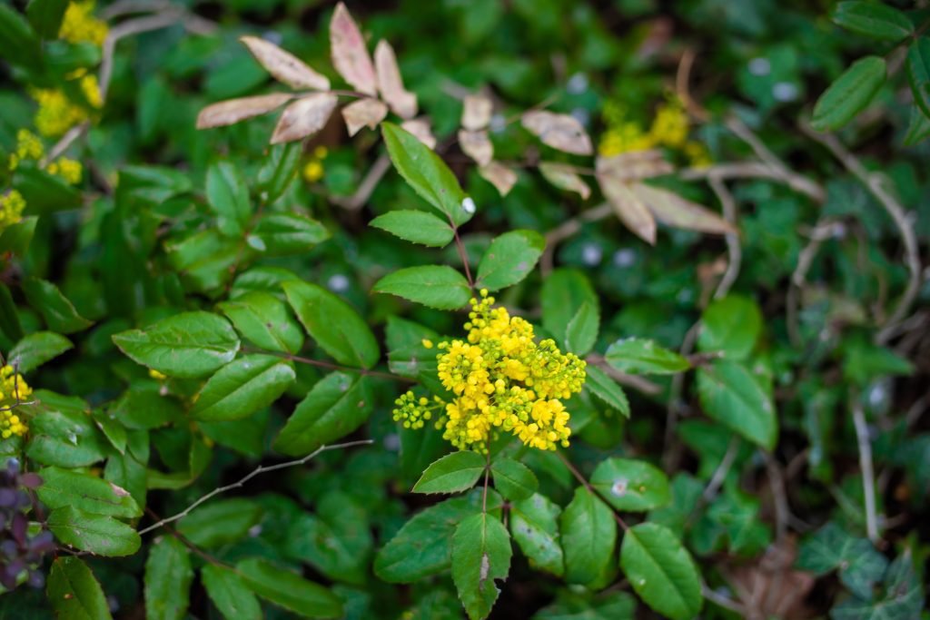 berberine-chinese-barberry-berberinas-kaina-akcija-nauda-1024x683