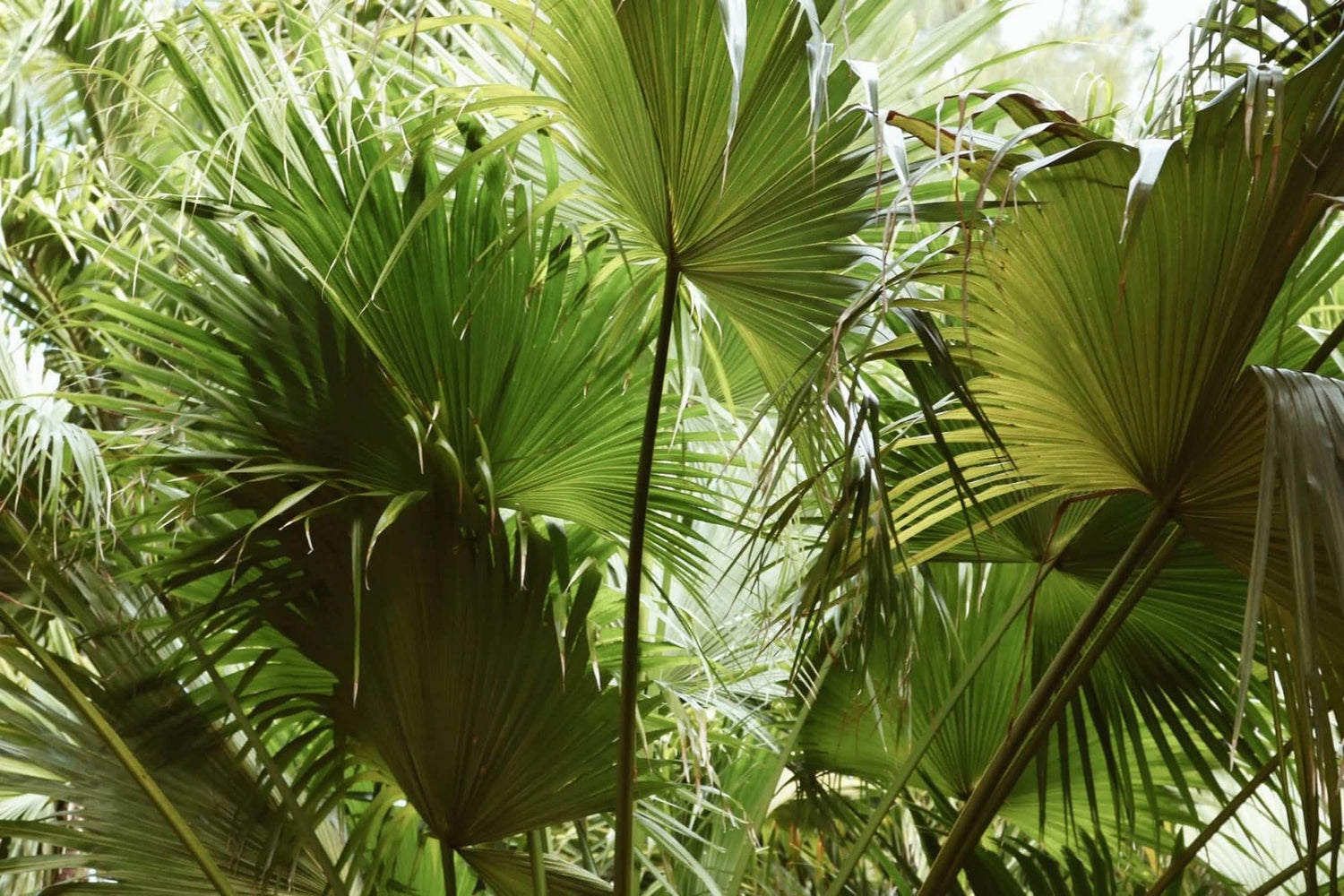 saw-palmetto-kaina (1)